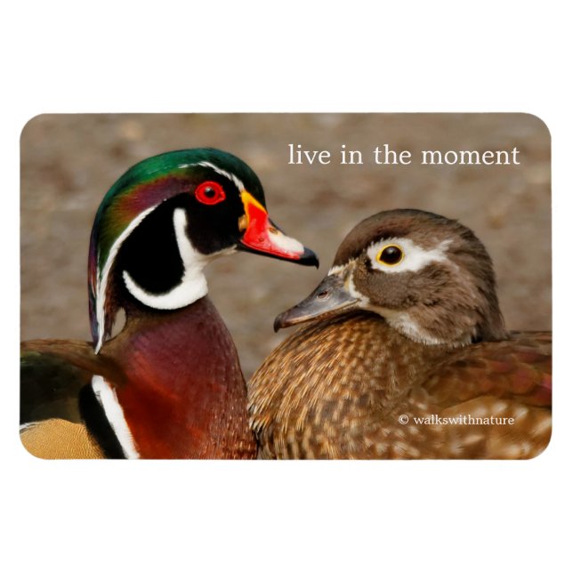 Magnet Flexible Beau moment de contact entre des canards en bois (Horizontal)