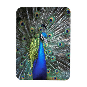 Magnet Flexible Beau paon étalant des plumes colorées
