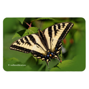 Magnet Flexible Beau papillon de l'Ouest de Tigre Swallowtail