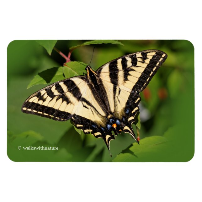 Magnet Flexible Beau papillon de l'Ouest de Tigre Swallowtail (Horizontal)