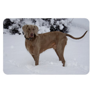 Magnet Flexible Beau Weimaraner dans la neige