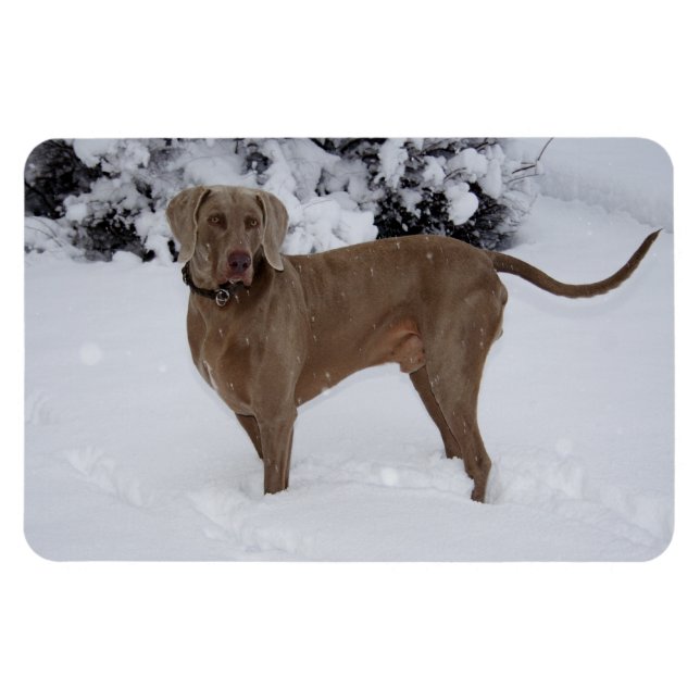 Magnet Flexible Beau Weimaraner dans la neige (Horizontal)