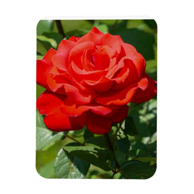 Magnet Flexible Beauté de rose (Vertical)