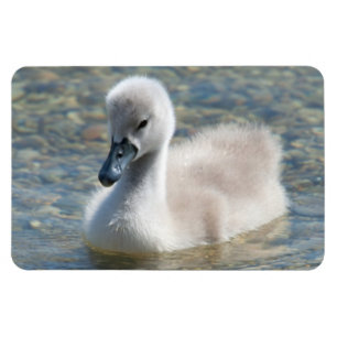 Magnet Flexible Beautiful Mute Swan Duckling
