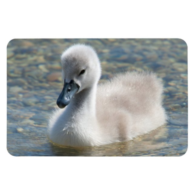 Magnet Flexible Beautiful Mute Swan Duckling (Horizontal)