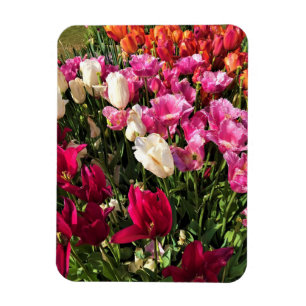 Magnet Flexible Beautiful Tulip