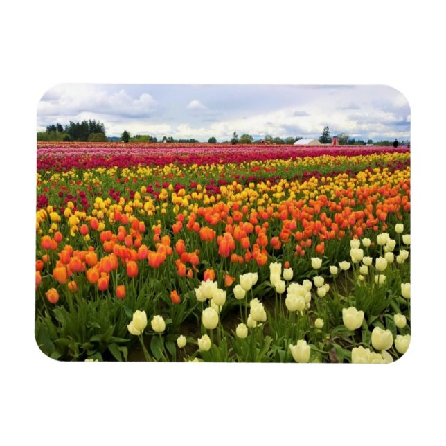 Magnet Flexible Beautiful Tulip Field (Horizontal)