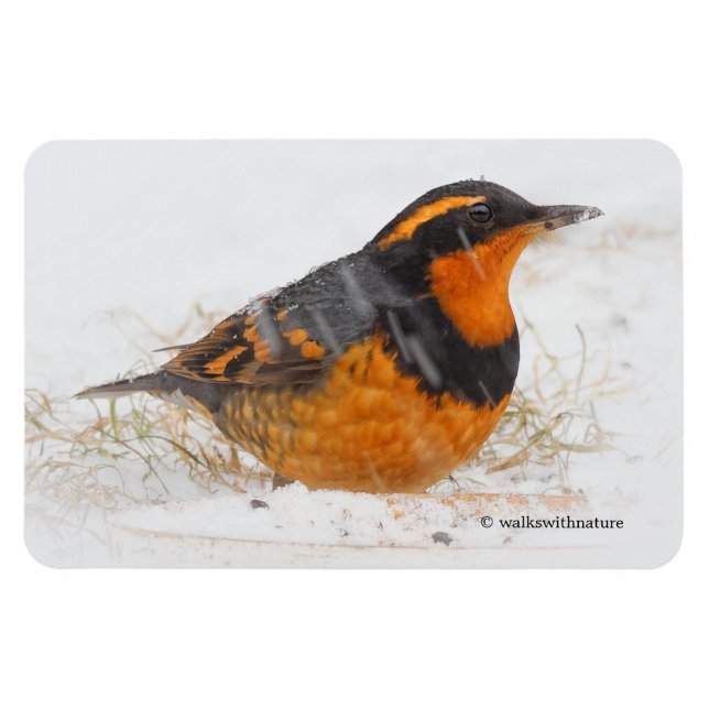Magnet Flexible Beautiful Varied Thrush Songbird in the Snow (Horizontal)