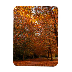 Magnet Flexible Beaux arbres d'automne