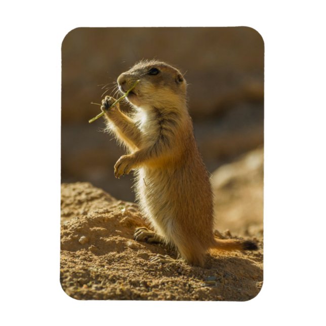 Magnet Flexible Bébé chien de prairie mangeant, Arizona (Vertical)