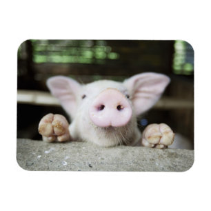 Magnet Flexible Bébé Cochon en Stylo, Piglet