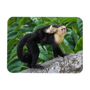 Magnet Flexible Bébé de transport de singe adulte de capucin sur