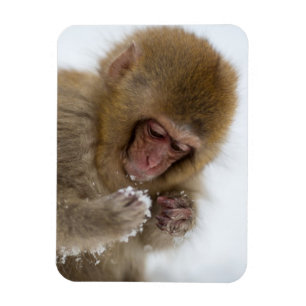 Magnet Flexible Bébé Japonais Macaque   Singe des neiges