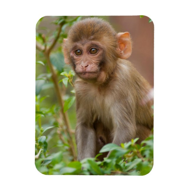 Magnet Flexible Bébé Macaque Rhésus, Temple du Singe, Jaipur (Vertical)