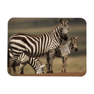 Magnet Flexible Bébé zèbre de Burchell avec sa mère