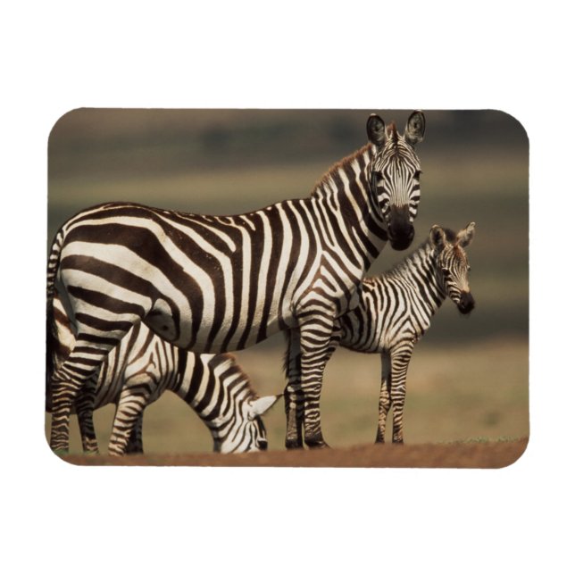 Magnet Flexible Bébé zèbre de Burchell avec sa mère (Horizontal)
