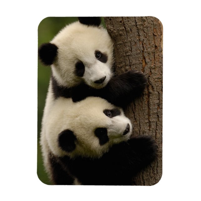 Magnet Flexible Bébés de panda géant (Ailuropoda melanoleuca) 2 (Vertical)