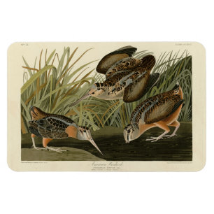 Magnet Flexible Bécasse américaine d'Audubon's Birds of America