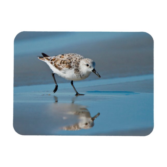 Magnet Flexible Bécasseau Sanderling (Calidris Alba) Se Nourrissan (Horizontal)