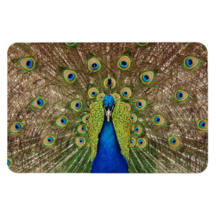 Magnet Flexible Bel aimant d'impression de paon