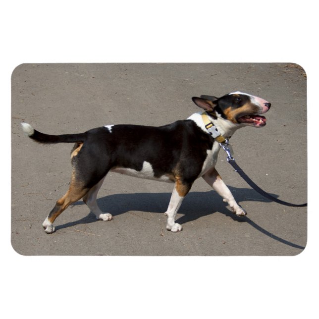 Magnet Flexible Belle Bullterrier Tricolore (Horizontal)