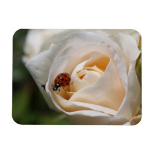 Magnet Flexible belle fleur de rose blanche et coccinelle