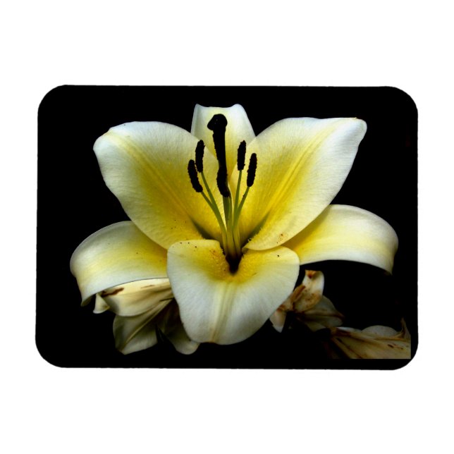 Magnet Flexible Belle Fleur Jaune Élégante sur Fond Noir (Horizontal)