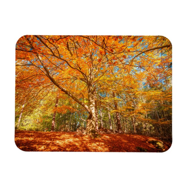 Magnet Flexible Belle forêt d'automne (Horizontal)