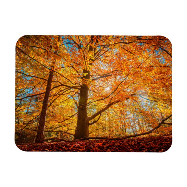 Magnet Flexible Belle forêt d'automne (Horizontal)