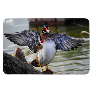 Magnet Flexible Belle frapper Bois Canard Floride Photographie