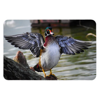 Magnet Flexible Belle frapper Bois Canard Floride Photographie