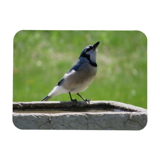 Magnet Flexible Belle Jay Bleu Avoir un aimant de boisson (Horizontal)