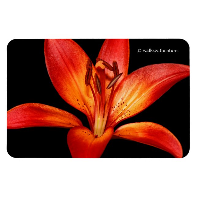 Magnet Flexible Belle Rouge Orange Asiatique Lily Gran Paradiso (Horizontal)