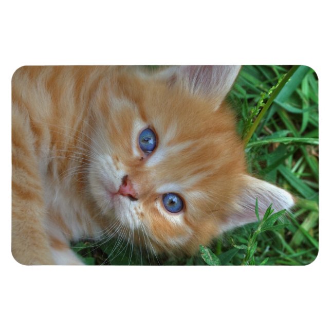 Magnet Flexible Belle Tabby Kitten Orange (Horizontal)