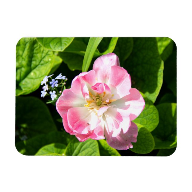 Magnet Flexible Belle tulipe rose (Horizontal)