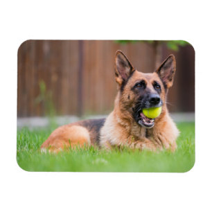 Magnet Flexible Berger Allemand Avec Bal De Tennis