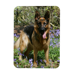 Magnet Flexible Berger Allemand Laissant tomber