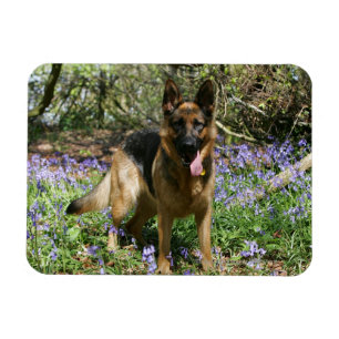 Magnet Flexible Berger Allemand Laissant tomber