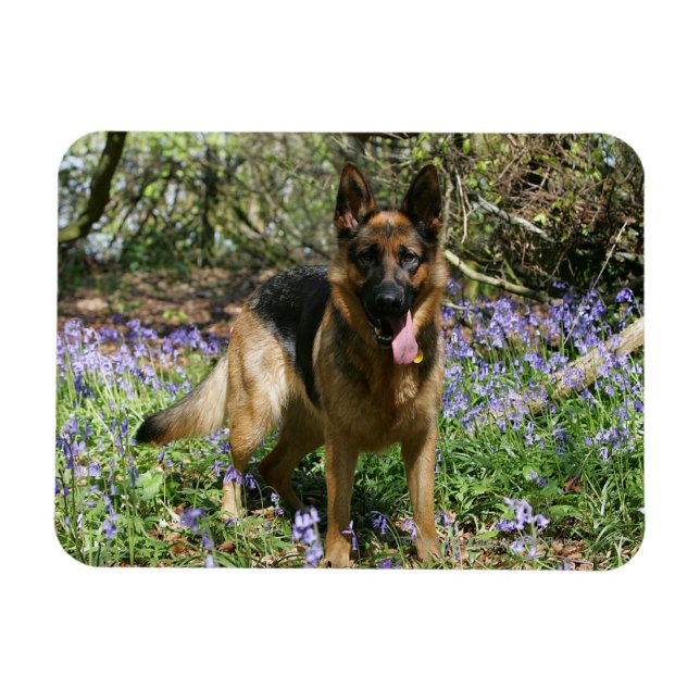 Magnet Flexible Berger Allemand Laissant tomber (Horizontal)