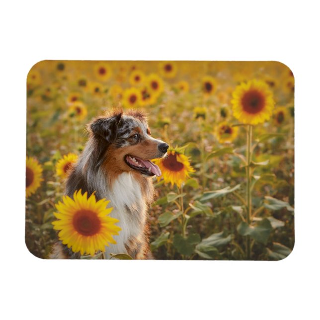 Magnet Flexible Berger Australien et Tournesols  (Horizontal)