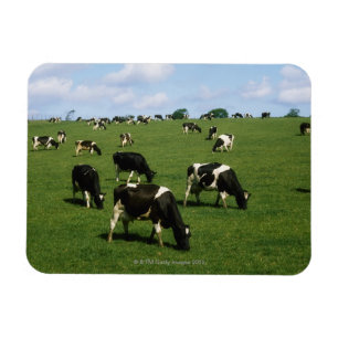 Magnet Flexible Bétail de frison du Holstein, Irlande