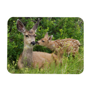 Magnet Flexible Biche de cerf mulet avec faon