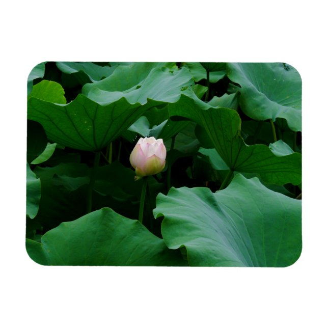 Magnet Flexible Bientôt florissante (Horizontal)
