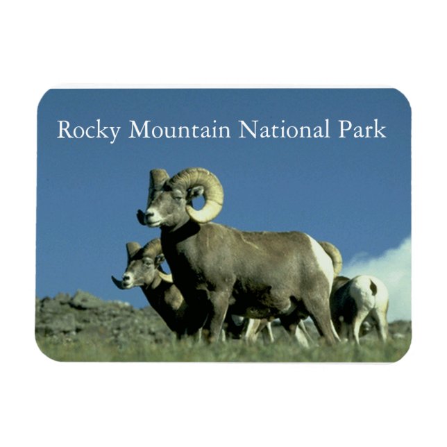 Magnet Flexible Bighorn Sheep (Horizontal)