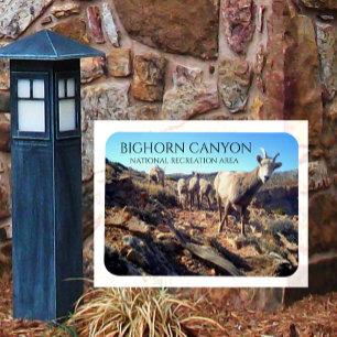 Magnet Flexible BIghorn Sheep Ewes and Young, BIghorn Canyon