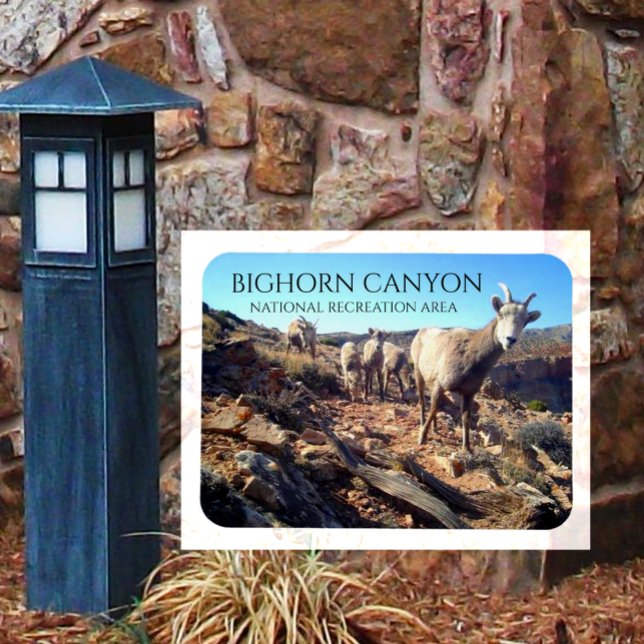 Magnet Flexible BIghorn Sheep Ewes and Young, BIghorn Canyon (Créateur téléchargé)