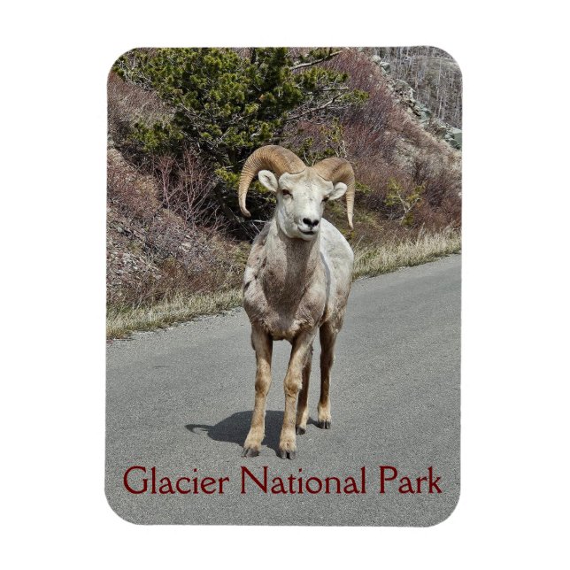 Magnet Flexible Bighorn Sheep Photo (Vertical)