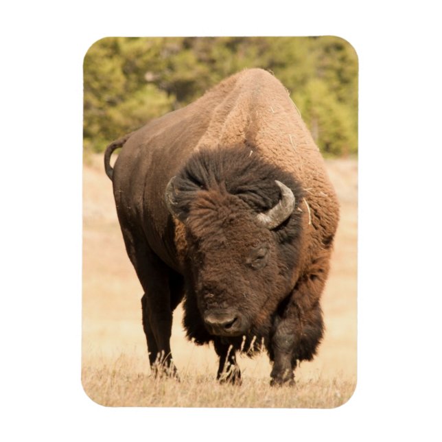Magnet Flexible Bison (Vertical)