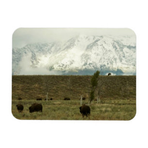 Magnet Flexible Bison à Grand Teton National Park Photographie