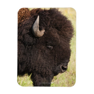 Magnet Flexible Bison américain, le Dakota du Sud